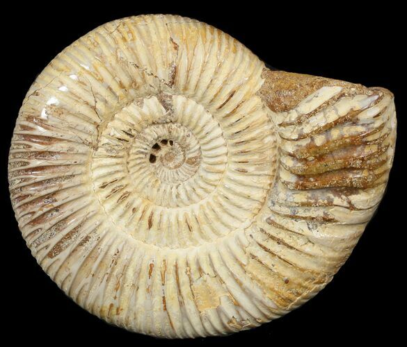Perisphinctes Ammonite - Jurassic #46893